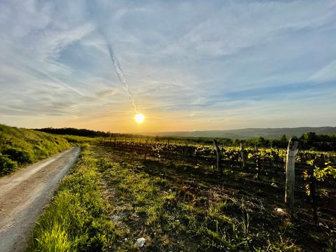Weinberge bei Sonnenuntergang
