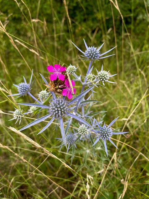 Blumen im Garten